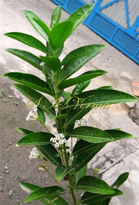  Plant